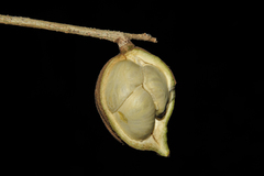 Aglaia simplicifolia